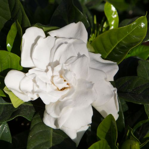 GARDENIA